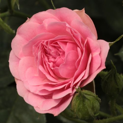 Csokros - Rózsa - Ingrid Stenzig - Online rózsa rendelés